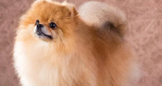 纯种博美幼犬出售多少钱一只