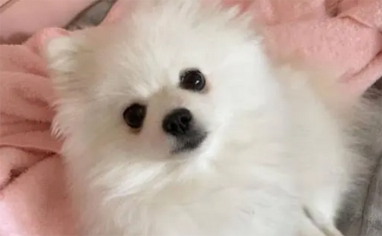 博美狗狗嘴巴尖不纯吗