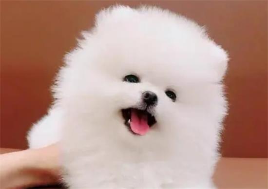 茶杯博美犬多少钱一只白色