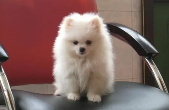 买一只博美幼犬多少钱