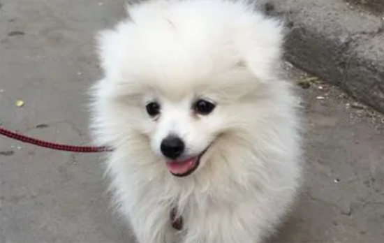 博美犬的嘴是长的还是尖的