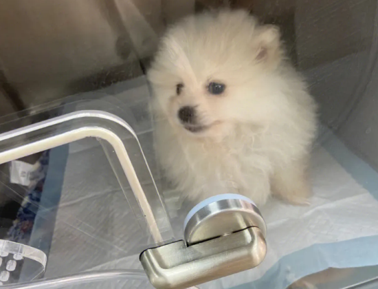 博美犬小狗多少钱一只