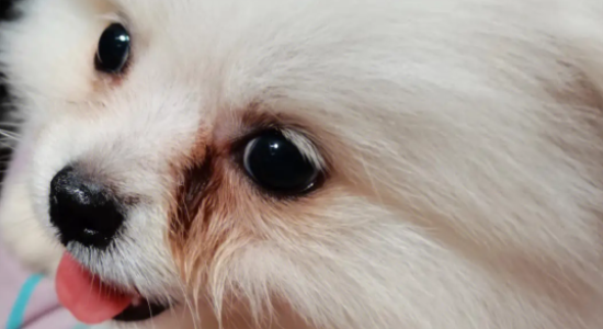 博美犬有泪痕吗为什么