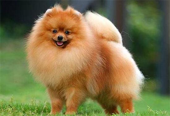 哈多利系博美犬好养不