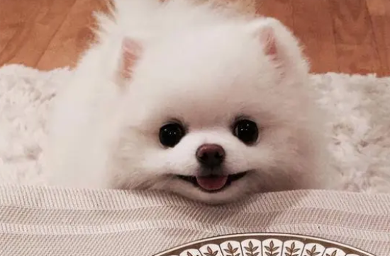 博美离开妈妈会怎么样啊