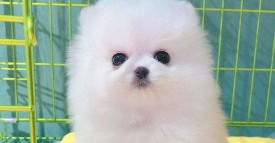 博美茶杯犬价格一般是多少钱一只