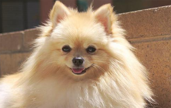 博美犬不可以吃什么食物