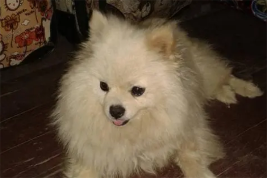 博美什么样子的比较纯