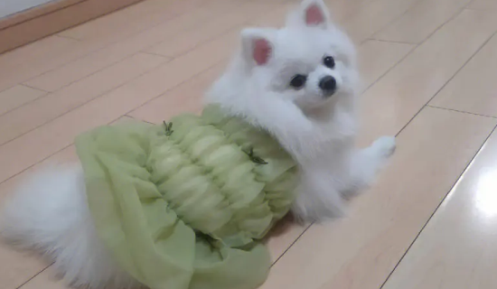 博美出生多久会认主人呢