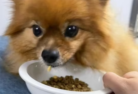 如何给博美增加狗粮食量