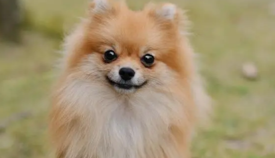 成年博美犬怎么样喂养好