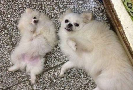 博美的怀孕期是多少天啊