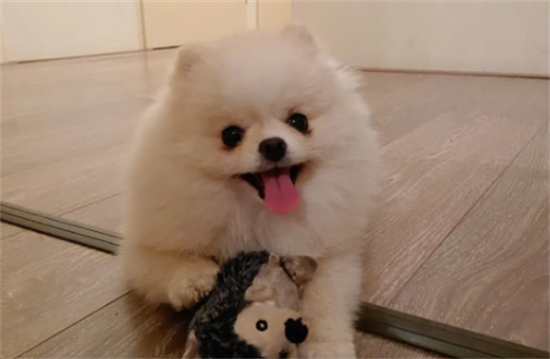 博美聪明吗？为什么