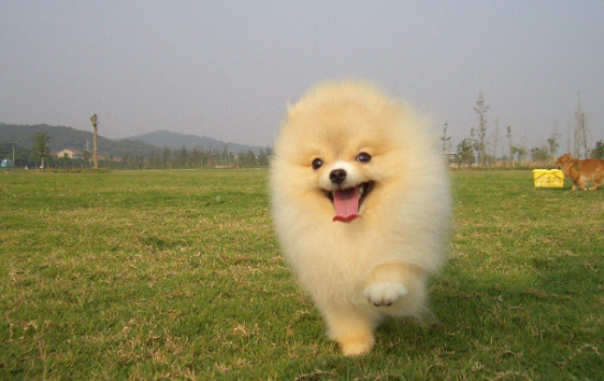 成年博美犬图片