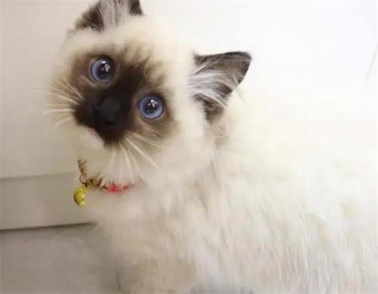 重点色短毛猫鼻子不通气怎么回事