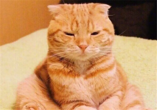 橘猫为什么那么容易胖