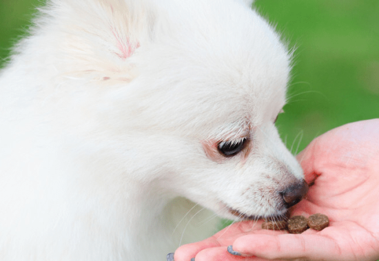 博美犬吃什么狗粮最好呢