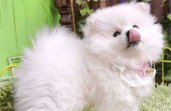 博美犬寿命一般多少年