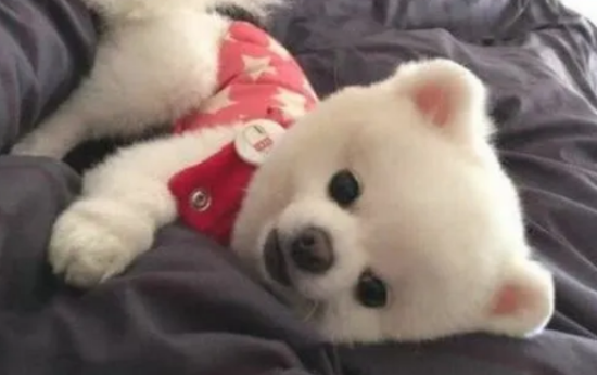 博美几个月最好看