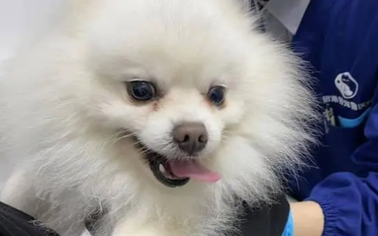 如何养好一只博美