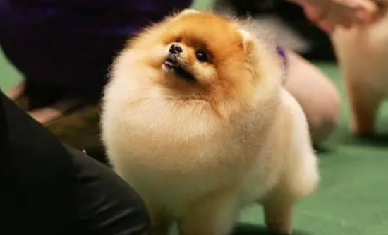 不纯的博美三个月图片