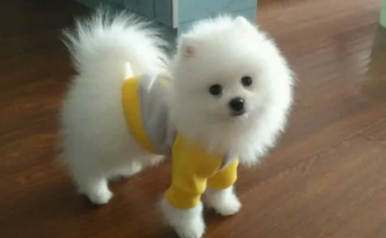 双血统博美犬多少钱一只