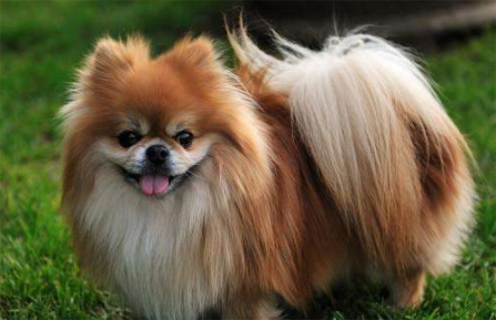 博美犬的缺点是什么