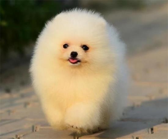 博美犬怎么养才好
