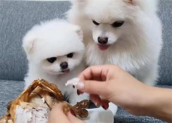 如何搭配博美狗粮给狗吃呢
