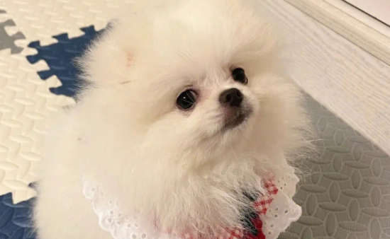 为什么说博美随时会死