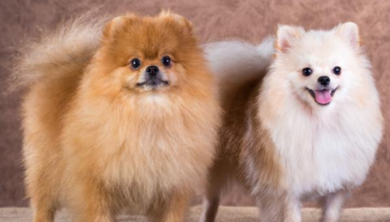 博美犬哪个品种最好看？