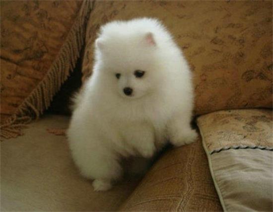 博美犬的起源和历史