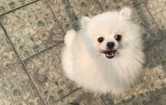 博美狗狗能喝酸奶吗