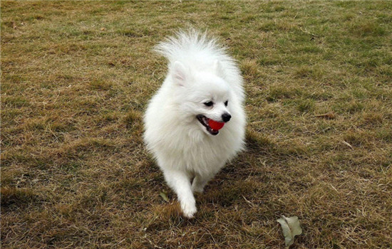 博美犬一天吃几顿