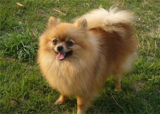 怎样辨别纯种博美犬