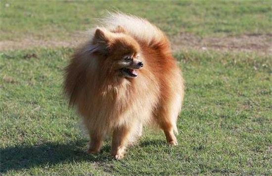 博美犬该怎么喂养