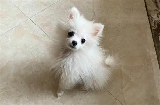 博美有狐狸血统吗？速来了解一波~