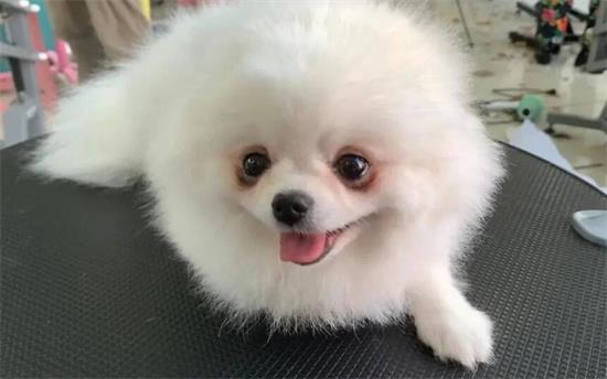 如何避免博美有眼泪，宠主需要知道的