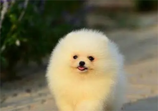 博美犬外表小巧可爱，为什么养它的人不多