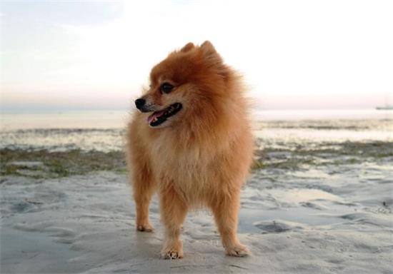 喂养博美犬，猫奴最易犯的6个忌讳，给你过吗？