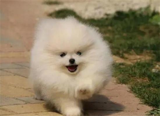 博美犬太调皮了，主人要这么训练它