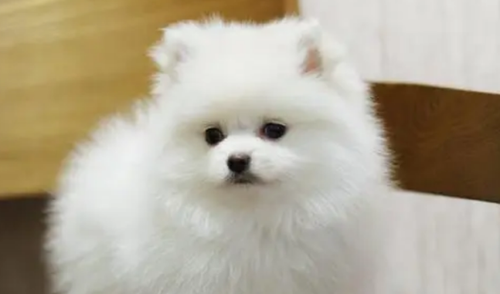 小博美刚买回来就会有泪痕？怎么护理？