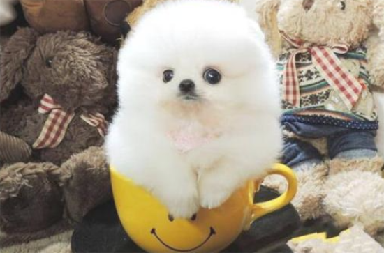 博美犬有这“5大缺点”，喂养时一定要注意了，要不然会害了它