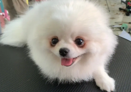 为什么养博美的人很少？