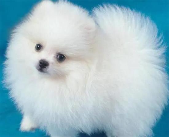 博美犬为什么晚上一直在叫个不停？