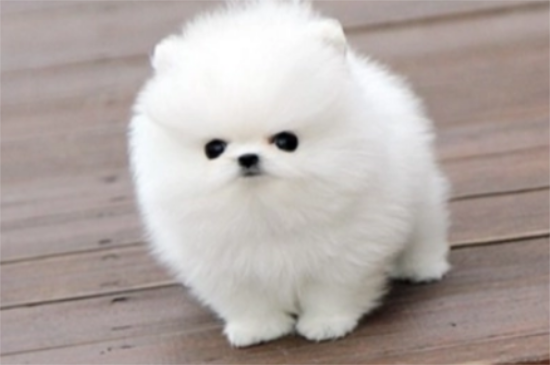 博美犬是不是小型犬？别再猜了，一文掌握博美犬的准确定义！