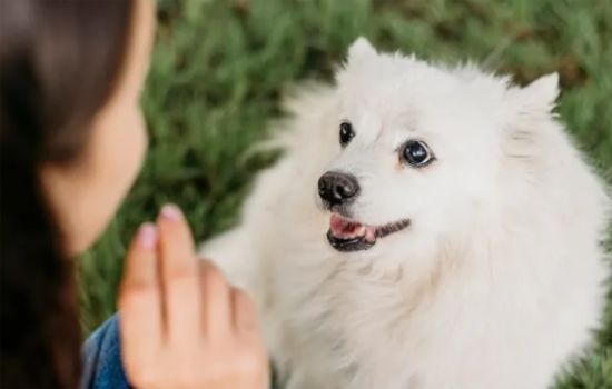 博美犬好养活吗?养过的铲屎官都说真香