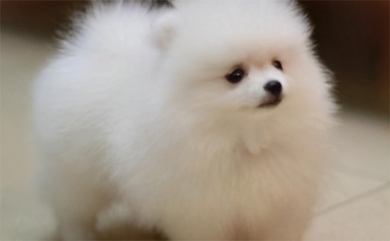 博美犬泪痕重的秘密：原因与解决方案一网打尽