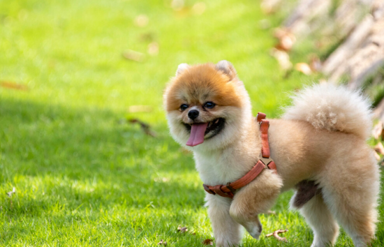 博美犬乱咬东西，你弄清楚原因了吗？