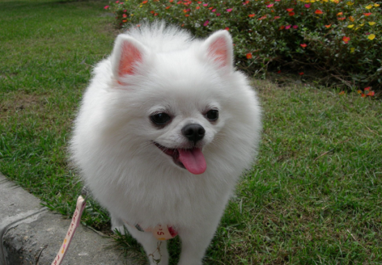 博美泪痕怎么清洁？博美犬泪痕清理方法